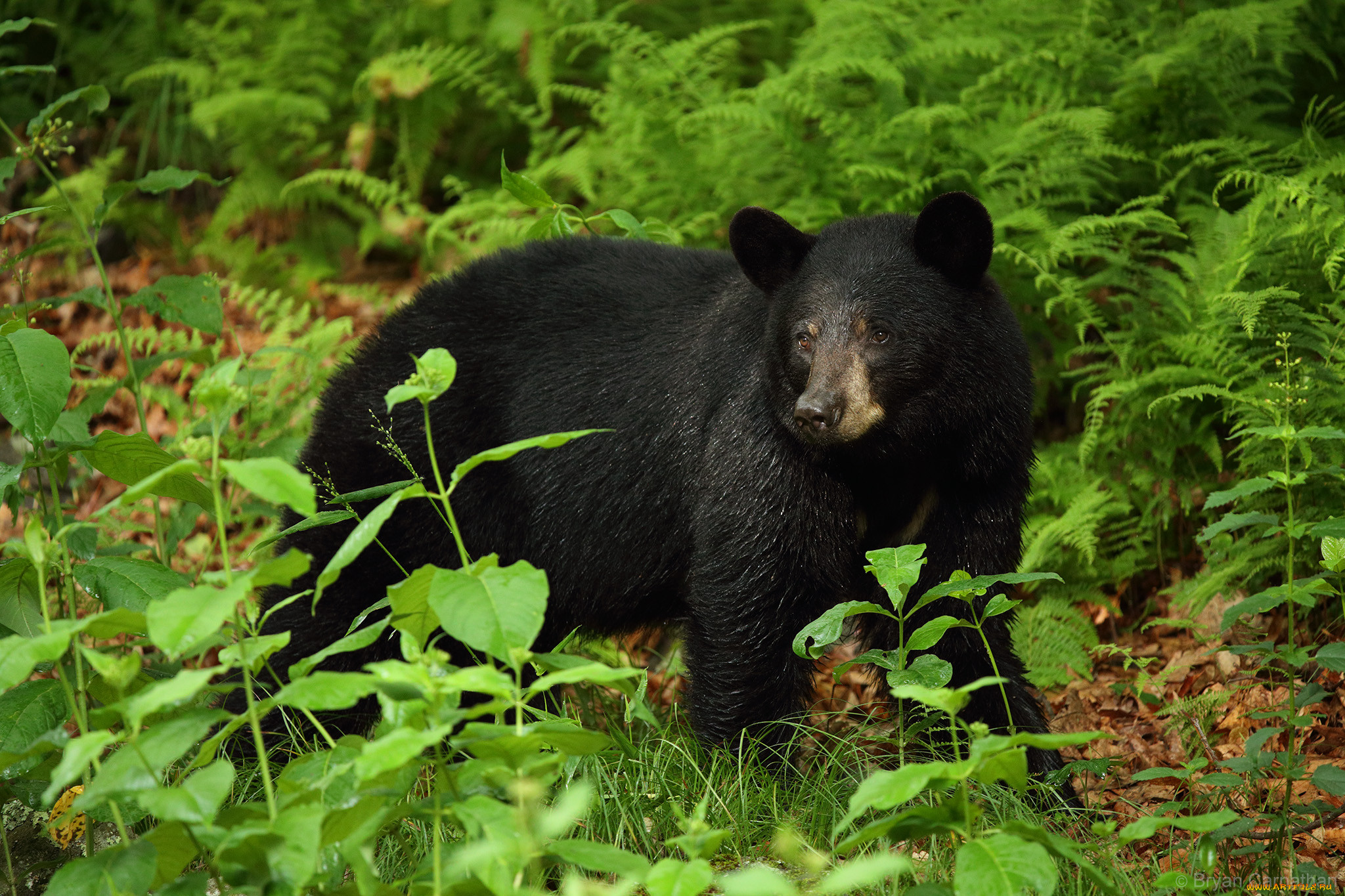 Медведь барибал умеет лазить по деревьям. Барибал медведь. Барибал тайги. Американский черный медведь Барибал. Барибал медведь Википедия.
